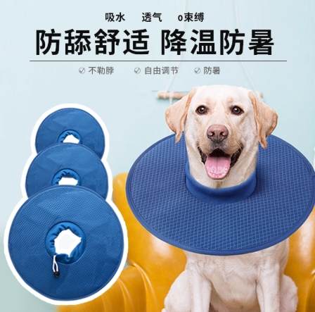 狗狗術後進食技巧 狗狗術後進食技巧