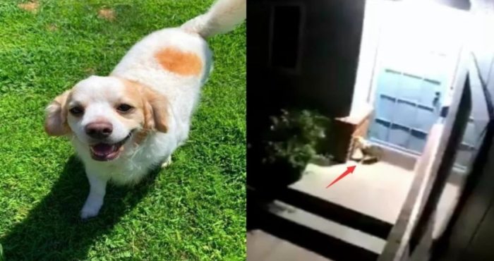 狗狗分离焦虑