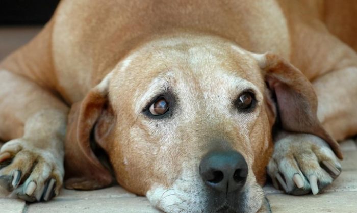 狗狗死後處理 狗狗死後處理
