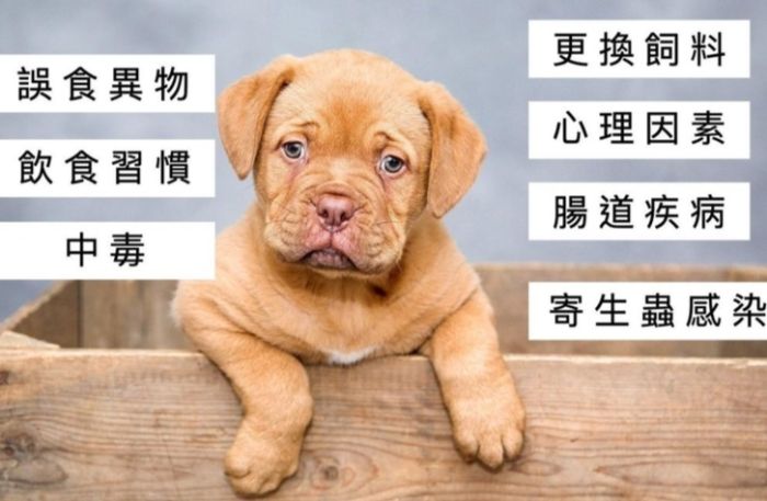狗狗感冒拉肚子 狗狗感冒拉肚子