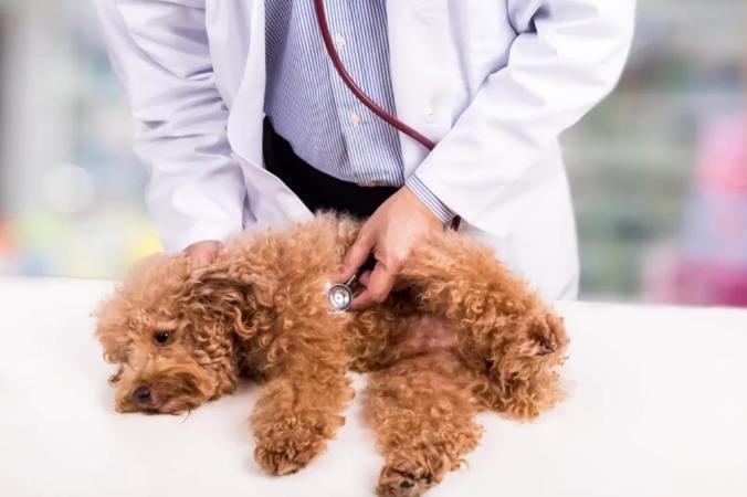 狗腦瘤生存期 狗腦瘤生存期