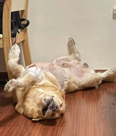 狗狗胸部硬塊