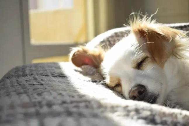 狗狗夜間睡眠問題 狗狗夜間睡眠問題