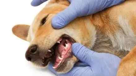 狗狗麻醉死亡 狗狗麻醉死亡
