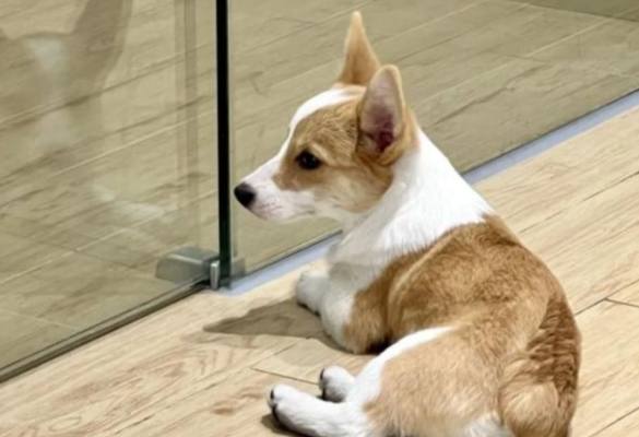 狗狗分離焦慮