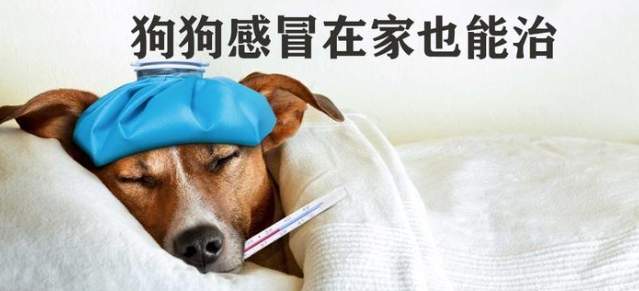 幼犬感冒照護方法 幼犬感冒照護方法