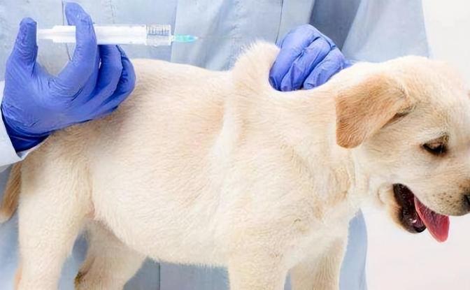 狗狗手術恢復 狗狗手術恢復