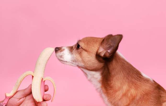 柴犬吃香蕉 柴犬吃香蕉