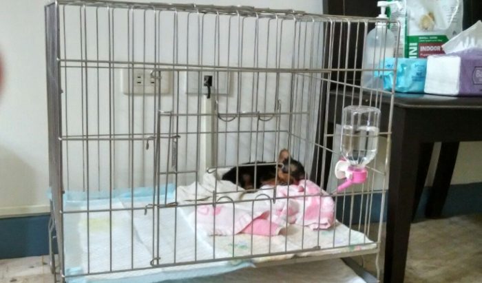 幼犬關籠多久合適 幼犬關籠多久合適