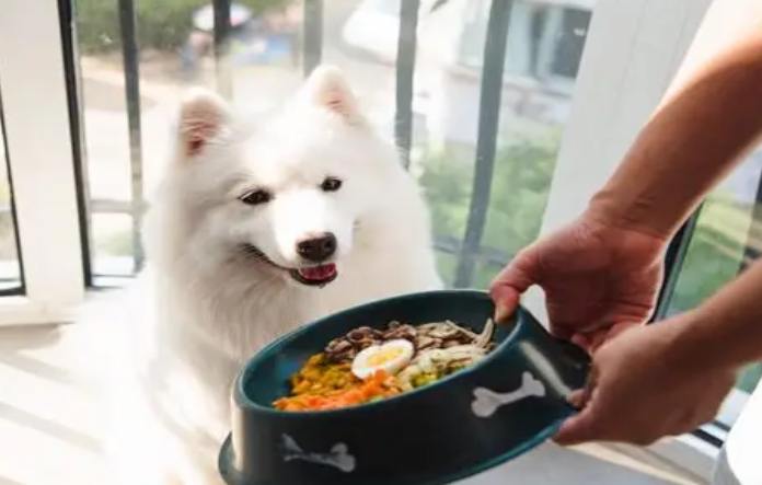 狗狗不吃飯