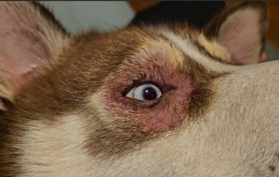 狗眼睛發炎 狗眼睛發炎
