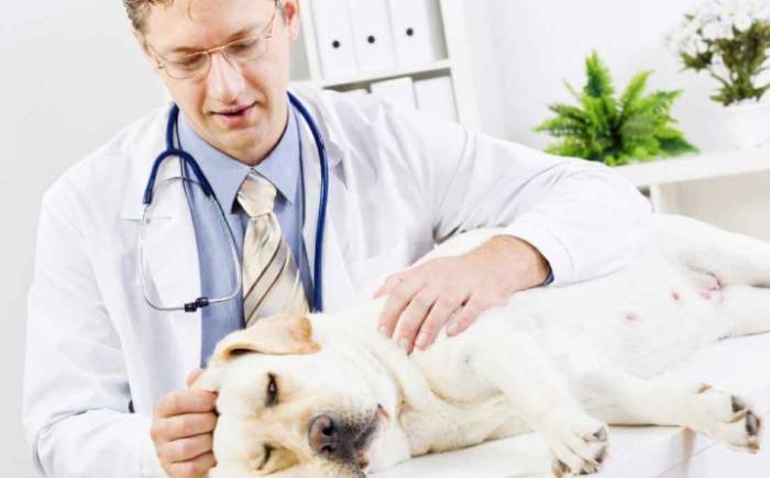 狗腦瘤治療 狗腦瘤治療