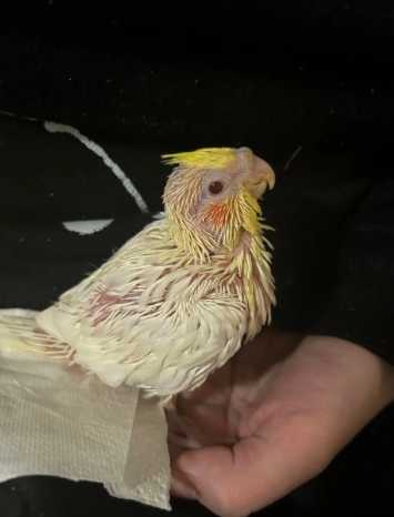 幼鳥飼養錯誤 幼鳥飼養錯誤