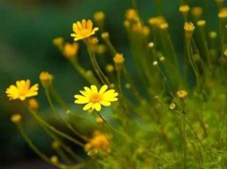 小雛菊花語含義 小雛菊花語含義