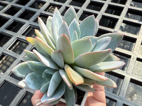 多肉植物照顧 多肉植物照顧