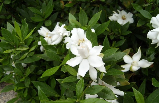 栀子花養護方法 栀子花養護方法