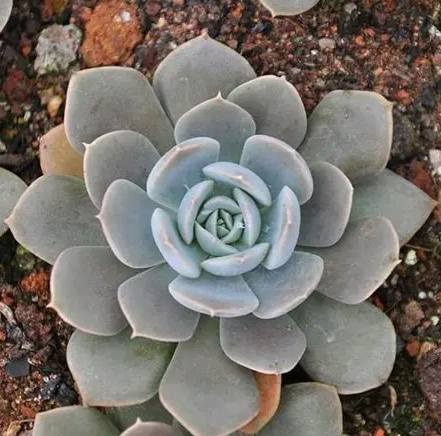 多肉植物澆水方法 多肉植物澆水方法
