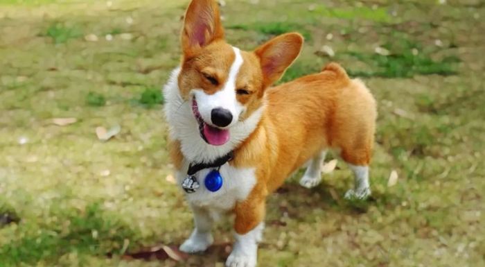 柯基犬个性