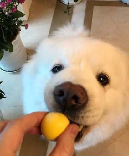 狗狗能吃蛋嗎 狗狗能吃蛋嗎