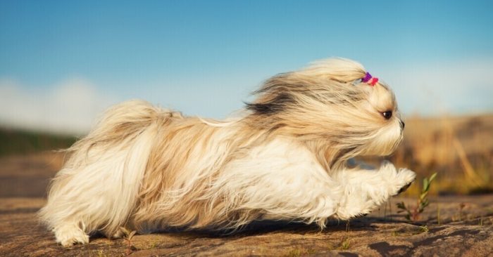 犬心臟病治療 犬心臟病治療