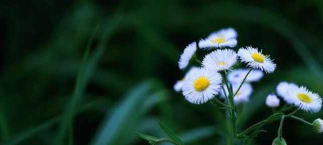 雛菊花語意義 雛菊花語意義