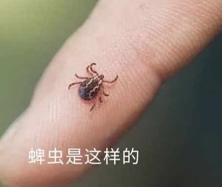 自然防治蜱蟲 自然防治蜱蟲