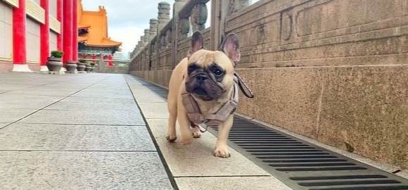 法鬥健康問題 法鬥健康問題