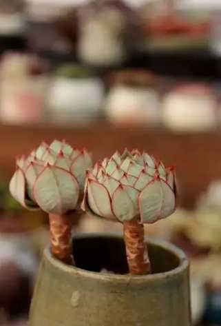 擬石蓮花養護 擬石蓮花養護