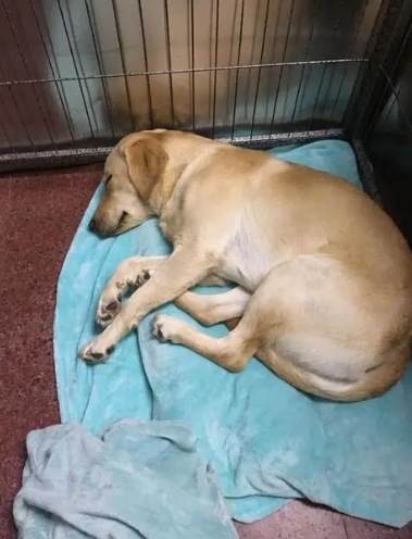 老年犬護理 老年犬護理