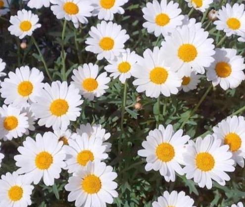 雛菊花語意思 雛菊花語意思