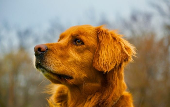 老年犬護理 老年犬護理