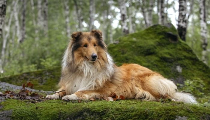 犬腎衰竭原因 犬腎衰竭原因