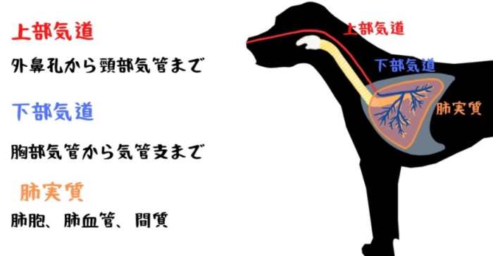 幼犬呼吸正常值 幼犬呼吸正常值