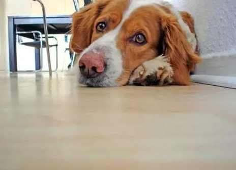 狗狗休克症狀 狗狗休克症狀
