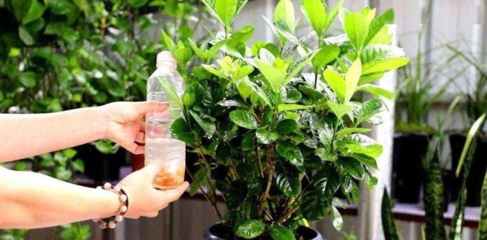 梔子花施肥方法 梔子花施肥方法
