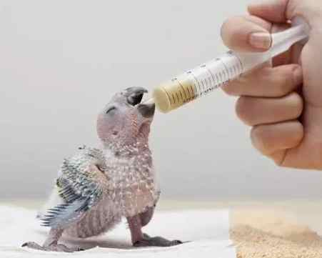 幼鳥飼養錯誤 幼鳥飼養錯誤
