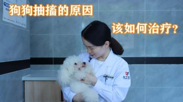 狗狗抽搐 狗狗抽搐