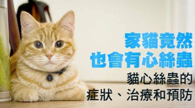 貓心絲蟲預防 貓心絲蟲預防
