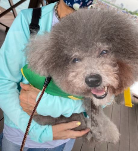 老年狗神經問題 老年狗神經問題