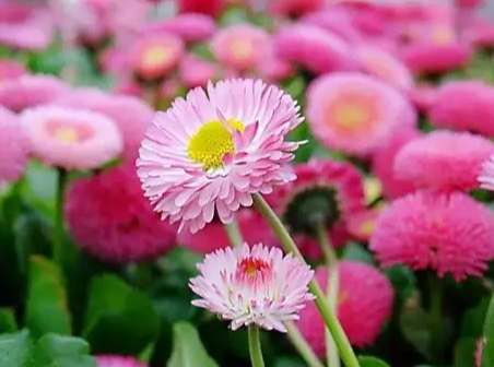 雛菊花語意思 雛菊花語意思