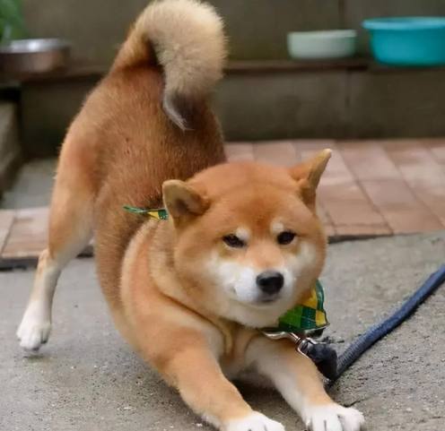狗狗行為異常 狗狗行為異常