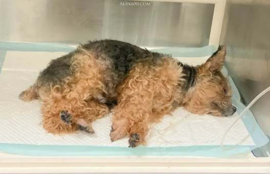腎衰竭狗狗治療 腎衰竭狗狗治療
