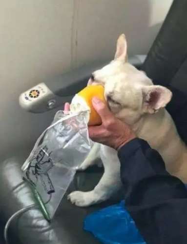 狗狗缺氧急救 狗狗缺氧急救