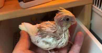 幼鳥飼養錯誤 幼鳥飼養錯誤