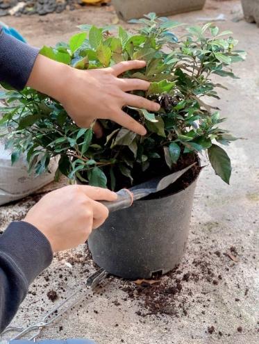 梔子花用土配方 梔子花用土配方