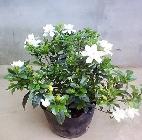 梔子花養護技巧 梔子花養護技巧