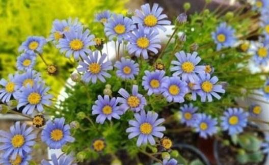 小雛菊花語含義 小雛菊花語含義