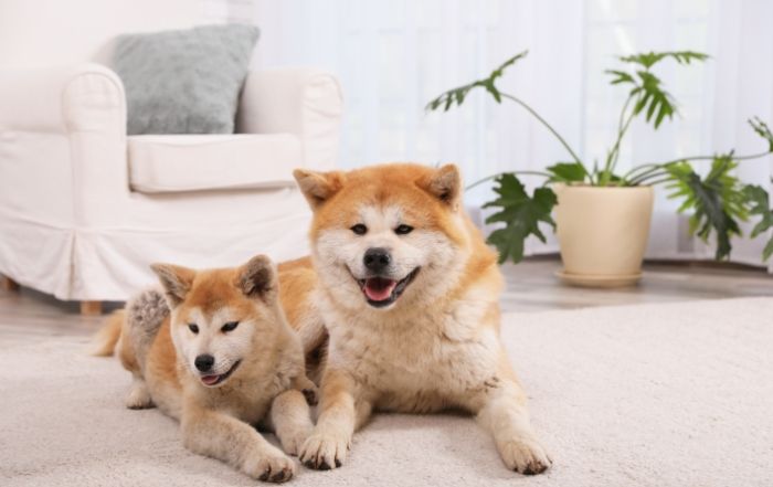 犬隻呼吸困難