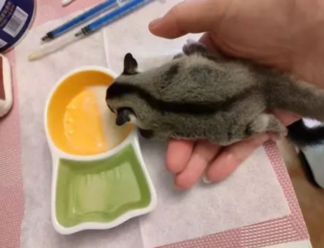 蜜袋鼯飼料