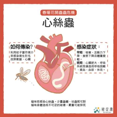 心絲蟲感染症狀 心絲蟲感染症狀
